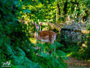 Fallow Deer - Daniel